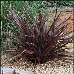 Purple Flax 'Tenax New Zealand' Seeds