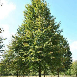 Tilia Cordata 'Greenspire Linden Tree' Seeds