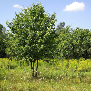 Tilia Cordata 'Greenspire Linden Tree' Seeds
