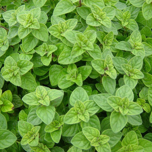 Oregano ‘Vulgare’ Seeds