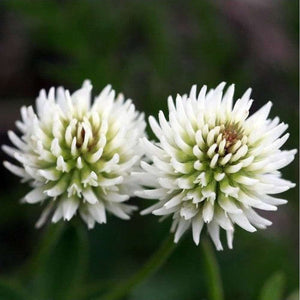 White Clover Seeds