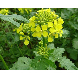 Mustard 'White Mustard' Seeds
