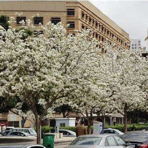 Bauhinia Variegata Alba 'White Orchid Tree' Seed