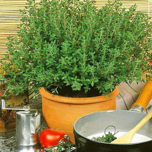Thyme ‘Winter Thyme’ Seeds