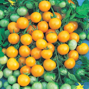 Tomato 'Yellow Cherry Honey Bee' Seeds