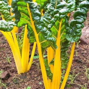 Silverbeet Swiss Chard ‘Golden Sunrise Yellow’ Seeds