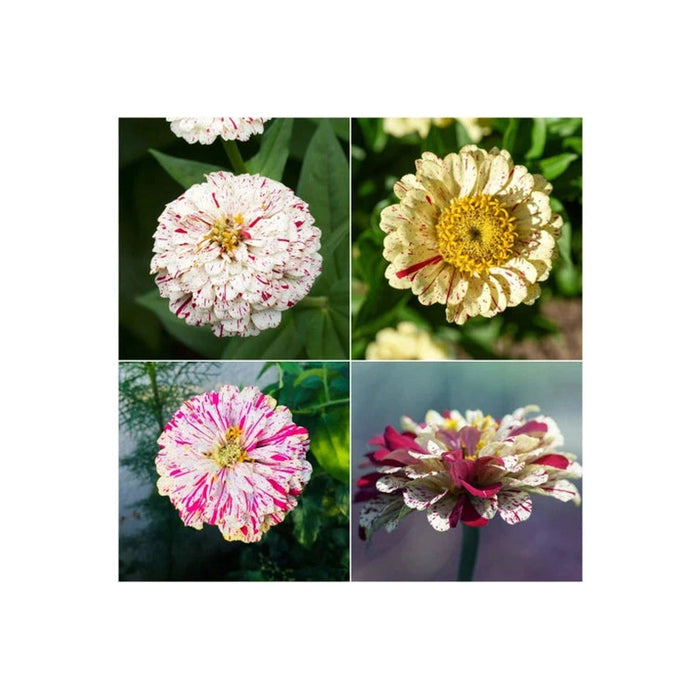 Zinnia 'Peppermint' Seeds