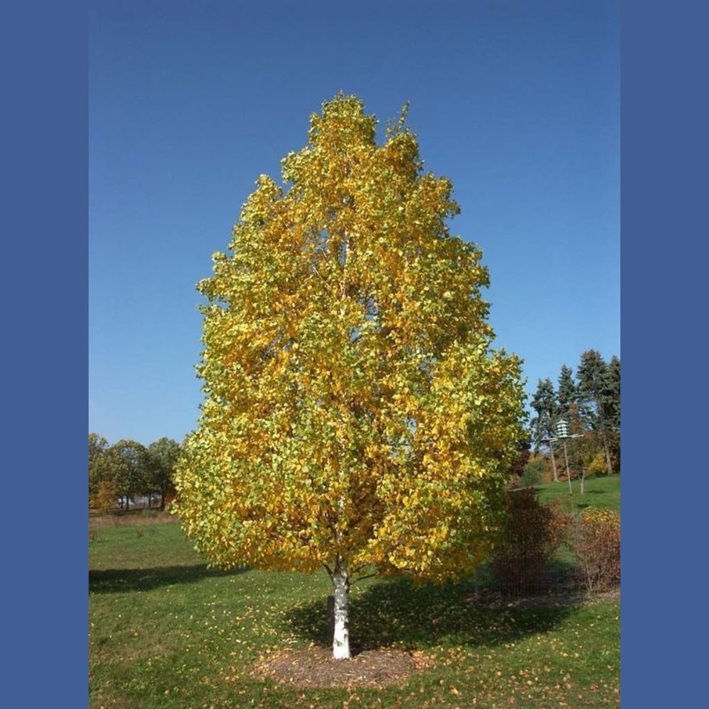 Betula Platyphylla 'Japanese White Birch' Seeds – D&H Seed Harvest Co