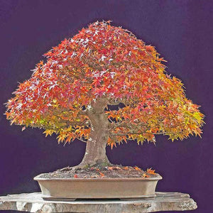 japanese red maple bonsai tree seeds Acer Campestre 'Bonsai Maple' Seeds – D&H Seed Harvest Co