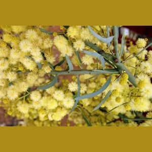 Acacia Victoriae 'Elegant Wattle' Seeds