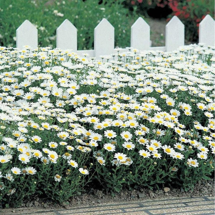 SAMPLE SIZE Chrysanthemum 'Alaska' Seeds
