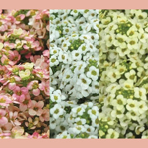 Alyssum 'Pixie Citrus Mix' Seeds