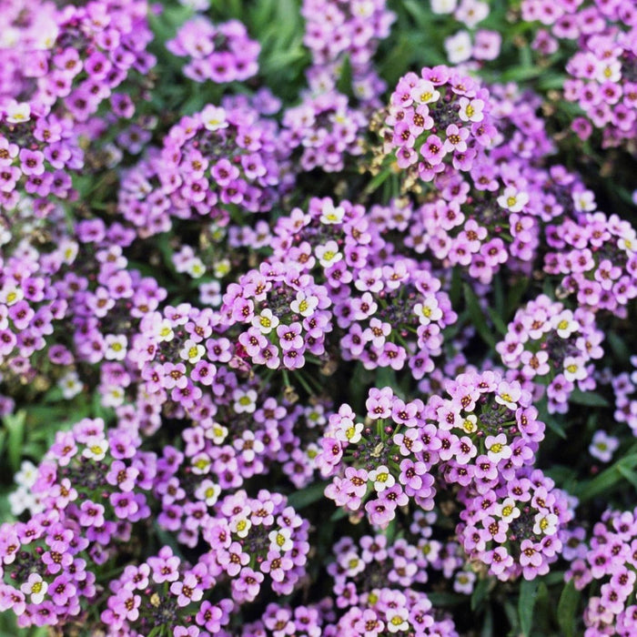 Alyssum 'Royal Carpet' Seeds