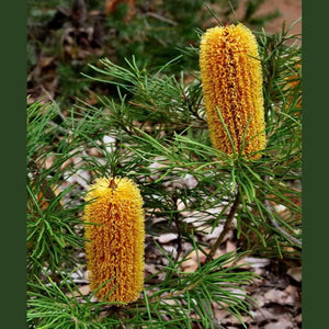 Banksia spinulosa 'Hairpin Banksia' Seeds