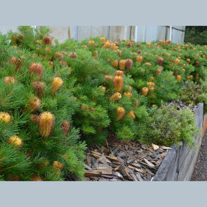 Banksia spinulosa 'Hairpin Banksia' Seeds