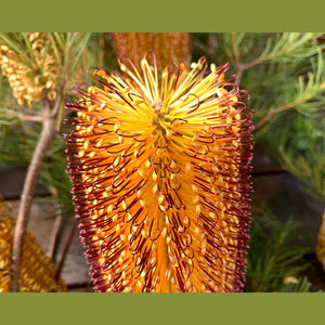 Banksia spinulosa 'Hairpin Banksia' Seeds