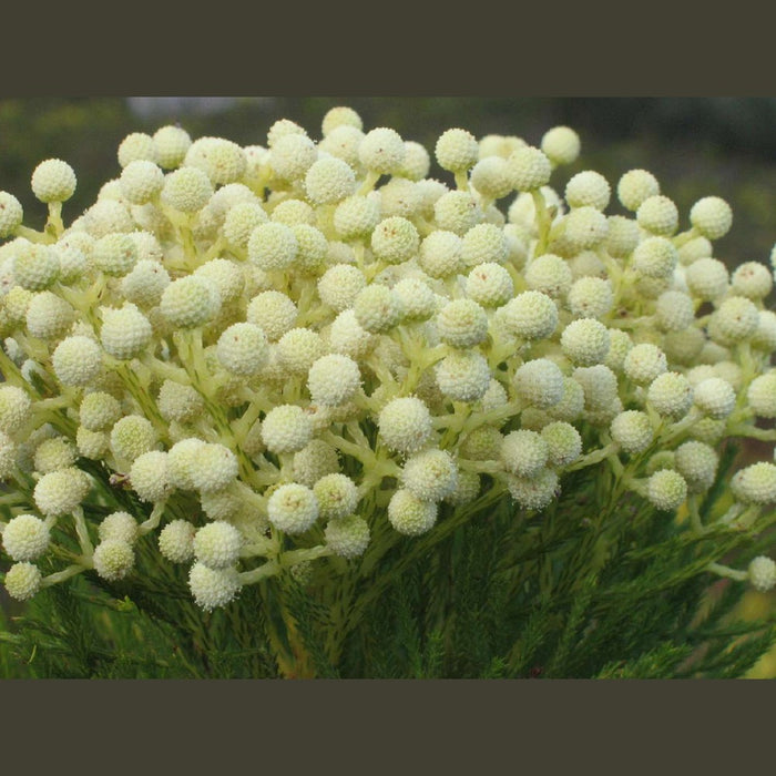 Berzelia lanuginosa 'Button Bush' Seeds