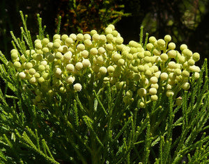 Berzelia lanuginosa 'Button Bush' Seeds