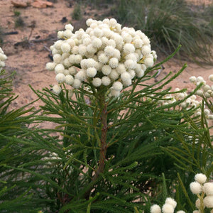 Berzelia lanuginosa 'Button Bush' Seeds