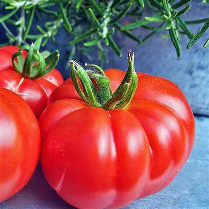 SAMPLE SIZE Tomato 'Burkes Backyard' Seeds