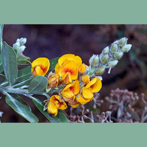 Callistachys Lanceolata 'Wonidj Wattle' Seeds