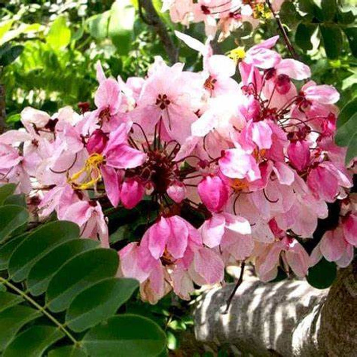 Cassia Javanica 'Pink Shower Tree' Seeds