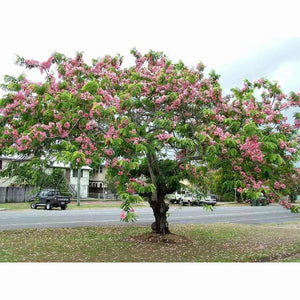 Cassia Javanica 'Pink Shower Tree' Seeds