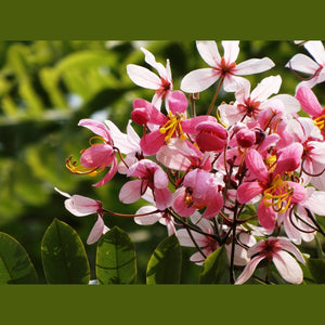 Cassia Javanica 'Pink Shower Tree' Seeds