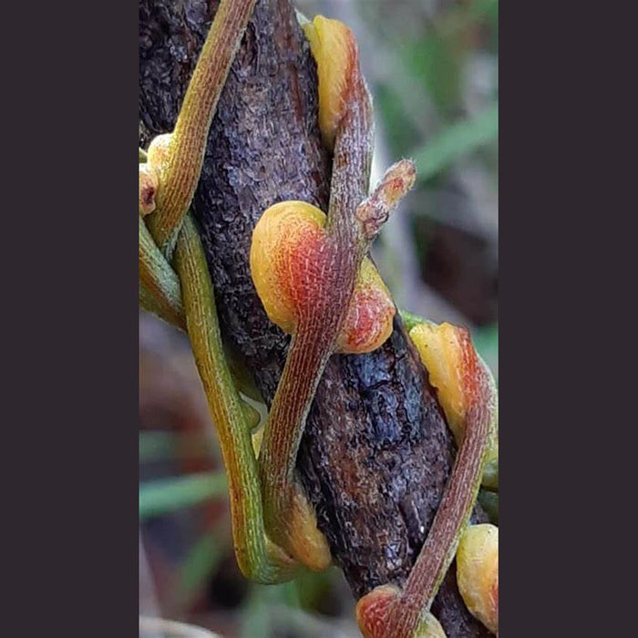 Cassytha Racemosa 'Ridged Fruit Dodder' Seeds