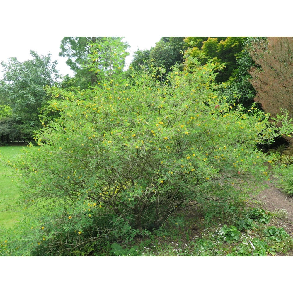 Blading Tree Colutea arborescens 'Ornamental Bladder Tree' Seeds – D&H Seed Harvest Co