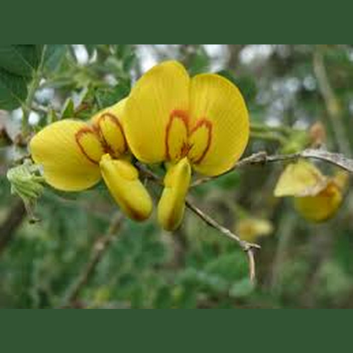 Colutea arborescens 'Ornamental Bladder Tree' Seeds