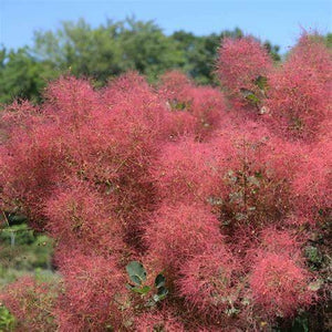 Continus Coggyria 'Smoke Tree' Seeds