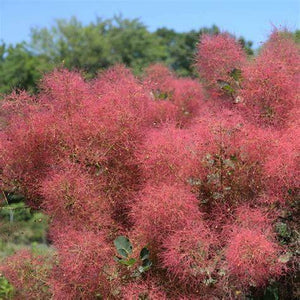 Continus Coggyria 'Smoke Tree' Seeds D&H Seed Harvest Co Continus Coggyria 'Smoke Tree' Seeds D&H Seed Harvest Co