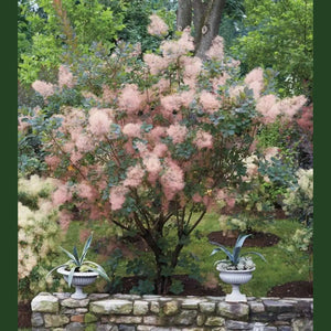 Continus Coggyria 'Smoke Tree' Seeds D&H Seed Harvest Co Continus Coggyria 'Smoke Tree' Seeds D&H Seed Harvest Co
