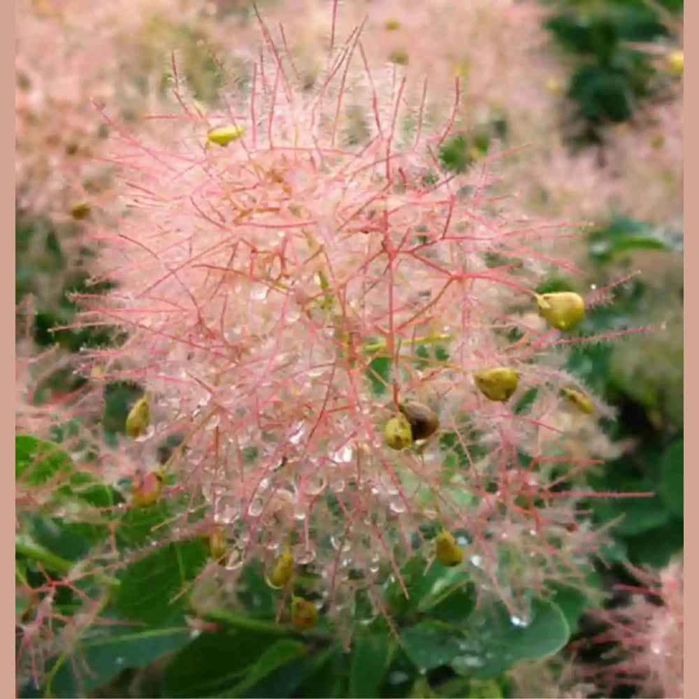 Continus Coggyria 'Smoke Tree' Seeds D&H Seed Harvest Co Continus Coggyria 'Smoke Tree' Seeds D&H Seed Harvest Co