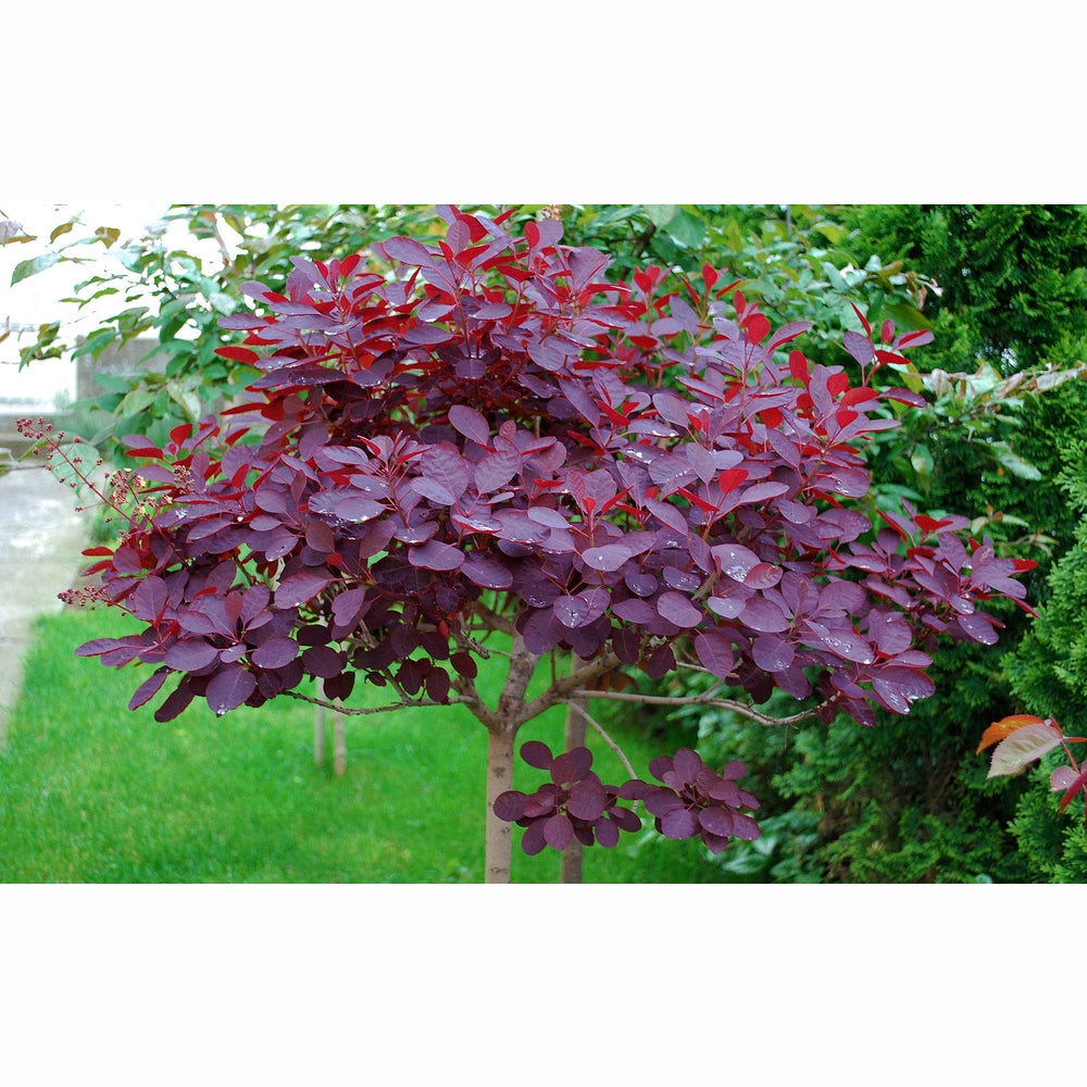Continus Coggyria 'Smoke Tree' Seeds – D&H Seed Harvest Co