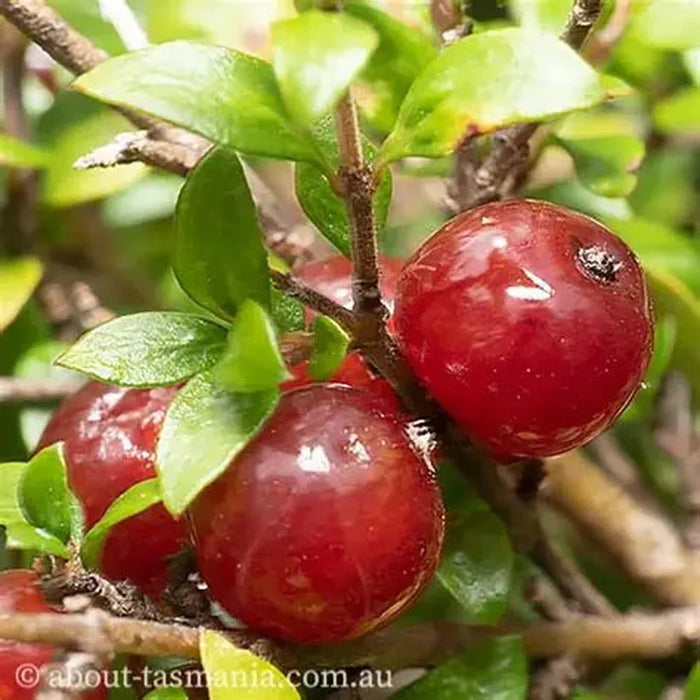 Coprosma quadrifida 'Pricky Currant Bush Seeds