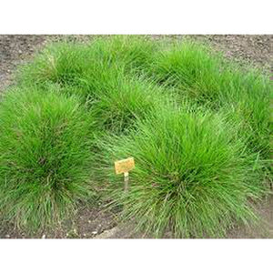 Deschampsia Caespitosa 'Tuffed Hair Grass' Seeds
