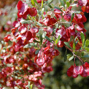 Dodonea viscosa cuneta ‘Wedge Leaf Hop Bush’ Seeds