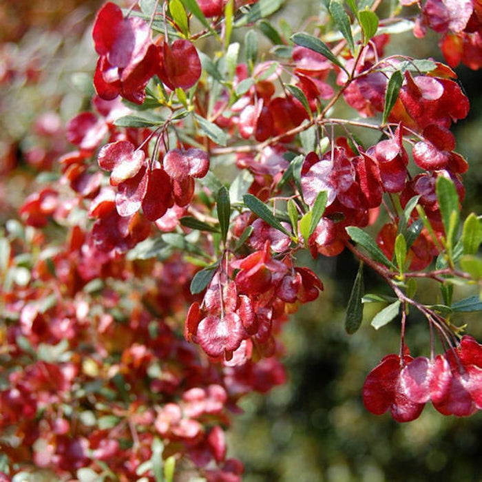 Dodonea viscosa cuneta ‘Wedge Leaf Hop Bush’ Seeds