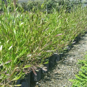 Dodonea ‘Narrow Leaf Hop Bush’ Seeds