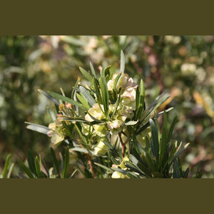 Dodonea ‘Narrow Leaf Hop Bush’ Seeds