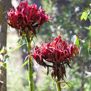 gymea lily flower essence Doryanthes Exeisa 'Flame Lily' Seeds – D&H Seed Harvest Co