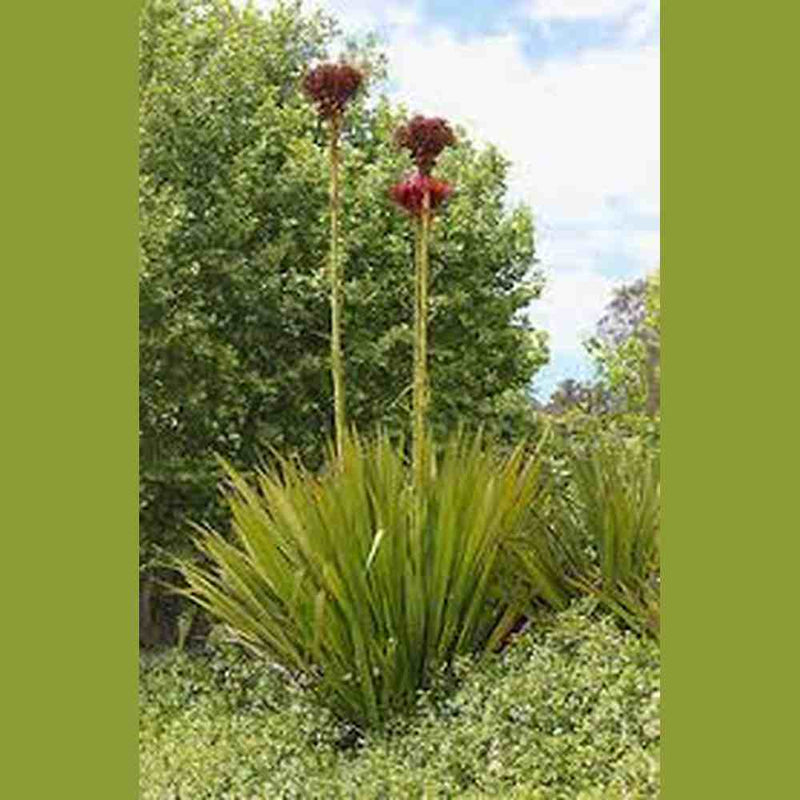 gymea lily flower essence Doryanthes Exeisa 'Flame Lily' Seeds – D&H Seed Harvest Co
