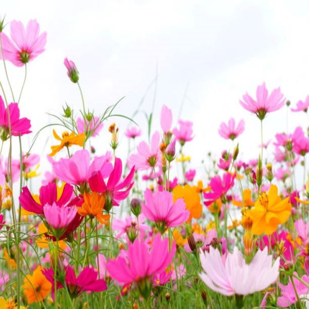sprinkle flower seeds Wildflowers