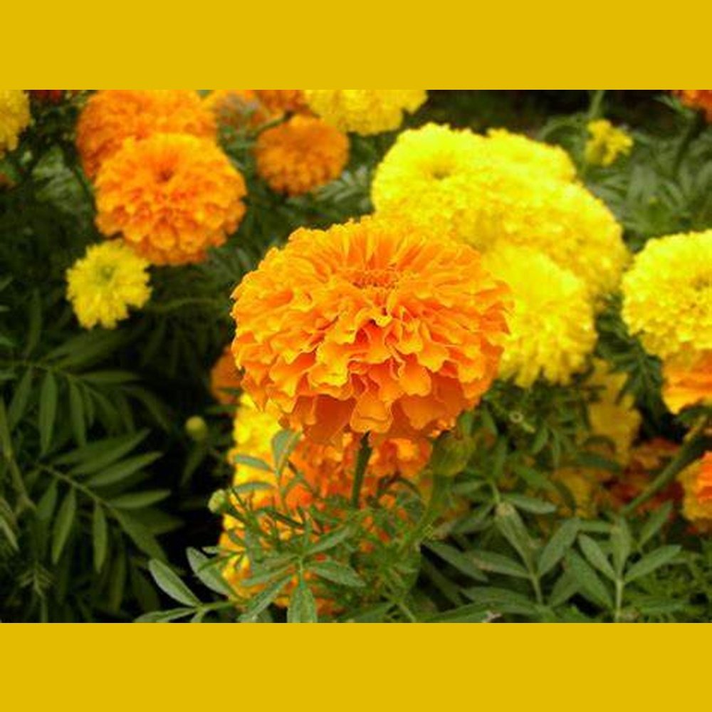 SAMPLE SIZE Marigold 'Crackerjack Mix' Seeds – D&H Seed Harvest Co