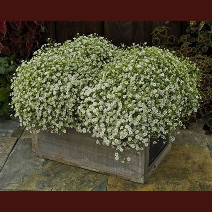 Gypsophila Covent 'Market Garden White' Seeds