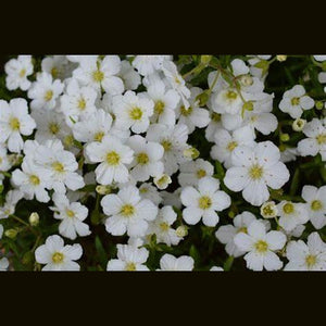 Gypsophila Covent 'Market Garden White' Seeds