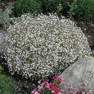 Gypsophila Covent 'Market Garden White' Seeds