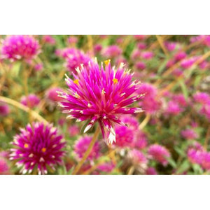 SAMPLE SIZE Gomphrena Canescens 'Pink Billy Buttons' Seeds